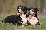 BOUVIER D'APPENZELL 055